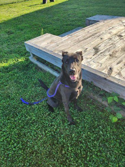 Knight, a ADOPTABLE mixed breed in Belvidere, IL image 5/5