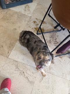 Enlarge Joyce, a Adoptable French Bulldog in Mesa, AZ image 1/6