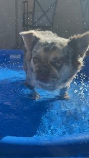 Enlarge Joyce, a Adoptable French Bulldog in Mesa, AZ image 2/6