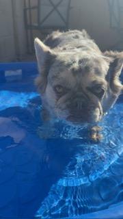 Enlarge Joyce, a Adoptable French Bulldog in Mesa, AZ image 3/6