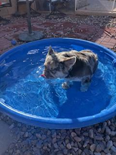 Enlarge Joyce, a Adoptable French Bulldog in Mesa, AZ image 4/6