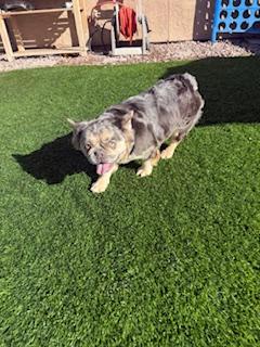Enlarge Joyce, a Adoptable French Bulldog in Mesa, AZ image 5/6