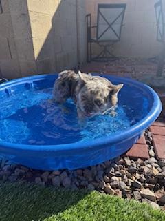 Enlarge Joyce, a Adoptable French Bulldog in Mesa, AZ image 6/6