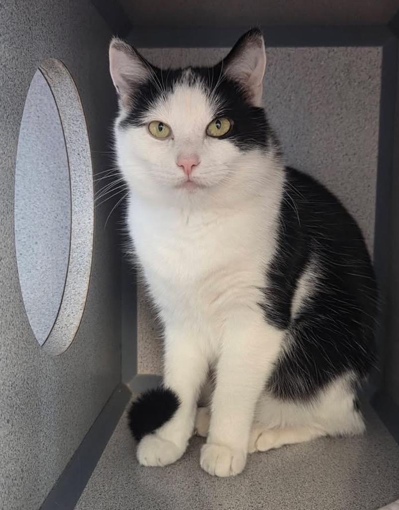 Angelique, a Adoptable mixed breed in Liverpool, NY image 2/2