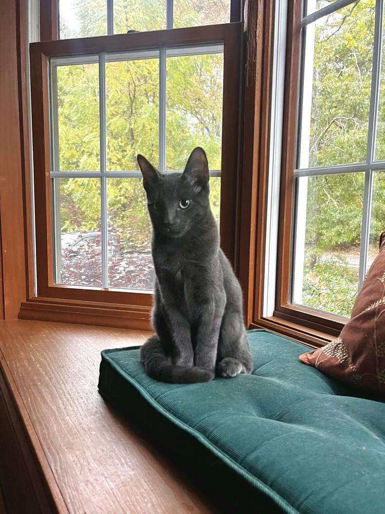 Enlarge Pinto, a Adoptable Domestic Short Hair in Duxbury, MA image 1/2