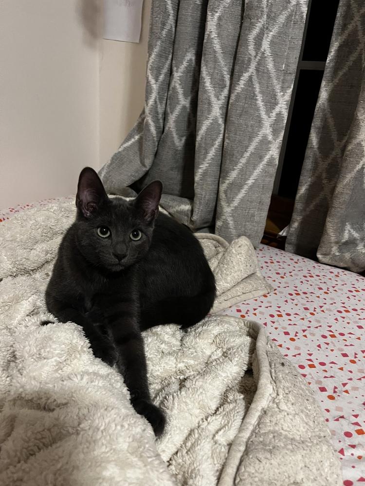 Enlarge Pinto, a Adoptable Domestic Short Hair in Duxbury, MA image 2/2