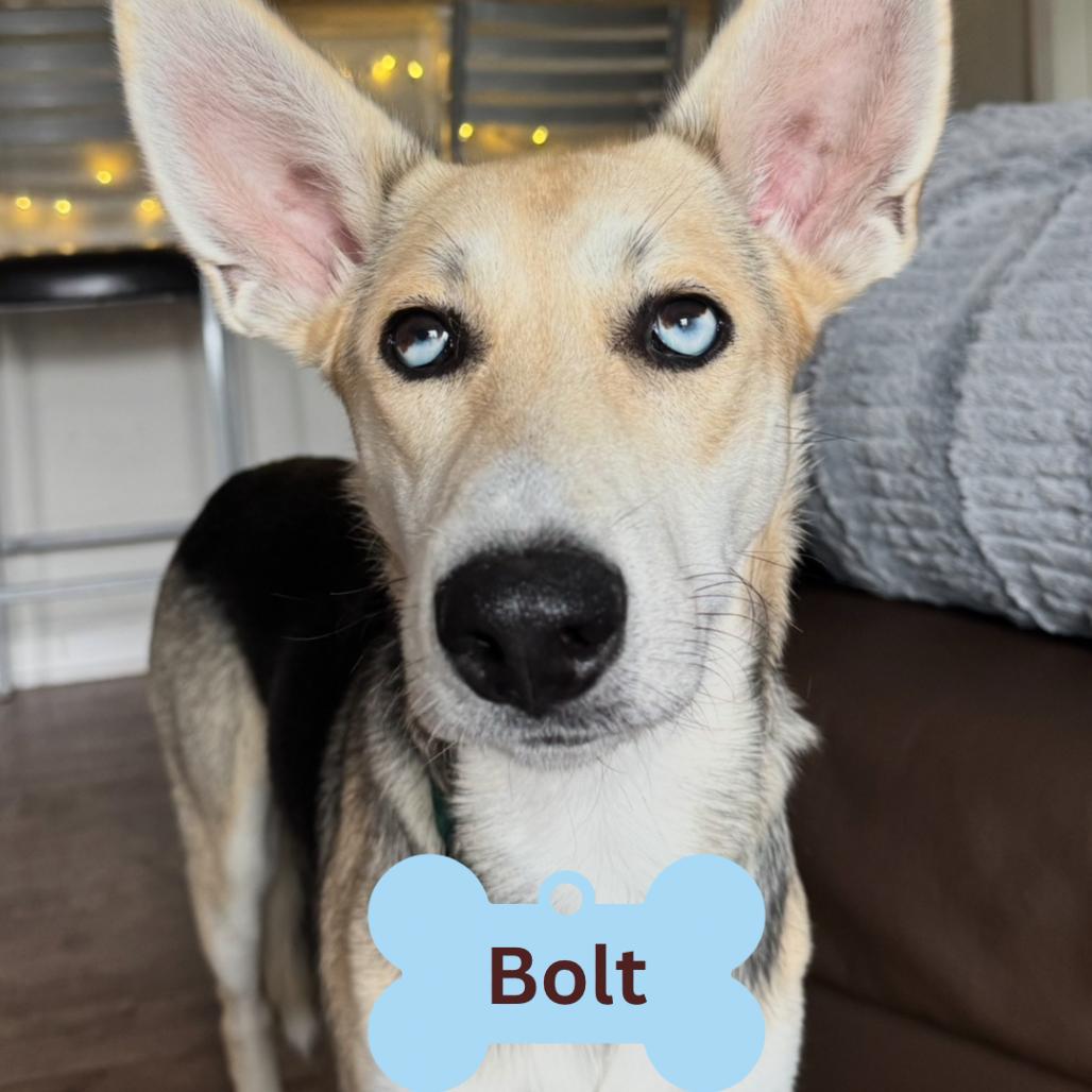 Enlarge Bolt, a Adoptable mixed breed in Myrtle Beach, SC image 1/6