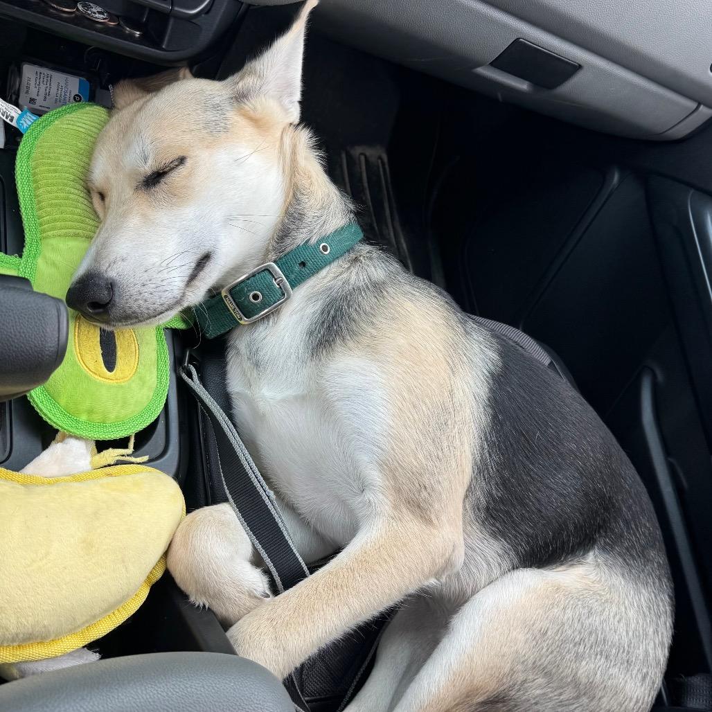 Enlarge Bolt, a Adoptable mixed breed in Myrtle Beach, SC image 2/6