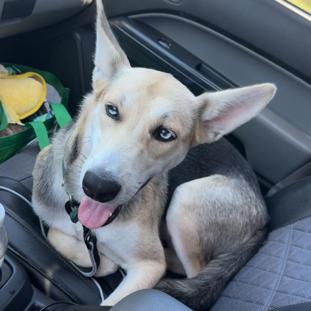 Enlarge Bolt, a Adoptable mixed breed in Myrtle Beach, SC image 3/6