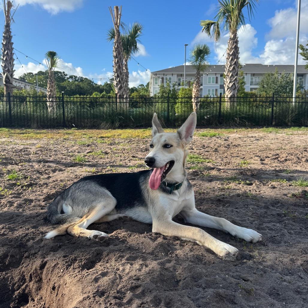 Enlarge Bolt, a Adoptable mixed breed in Myrtle Beach, SC image 4/6
