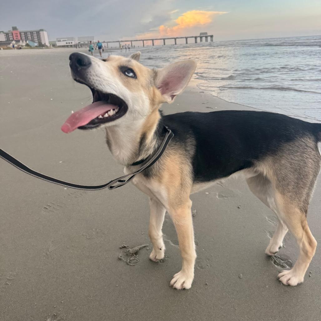 Enlarge Bolt, a Adoptable mixed breed in Myrtle Beach, SC image 5/6