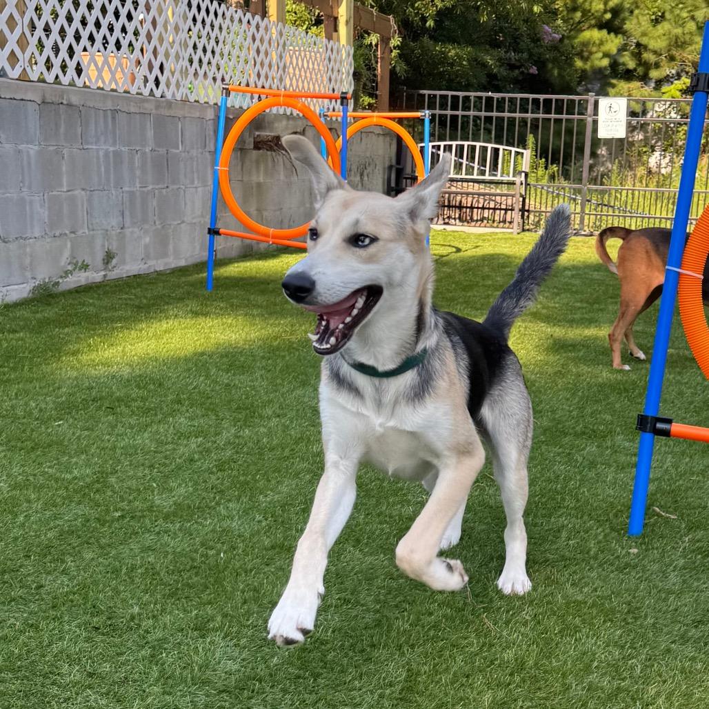 Enlarge Bolt, a Adoptable mixed breed in Myrtle Beach, SC image 6/6