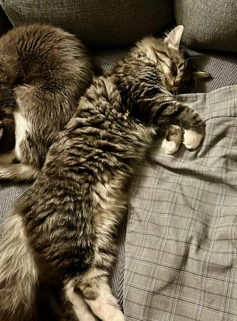 Enlarge Riley and Ash, an adopted mixed breed in Tustin, CA image 3/6