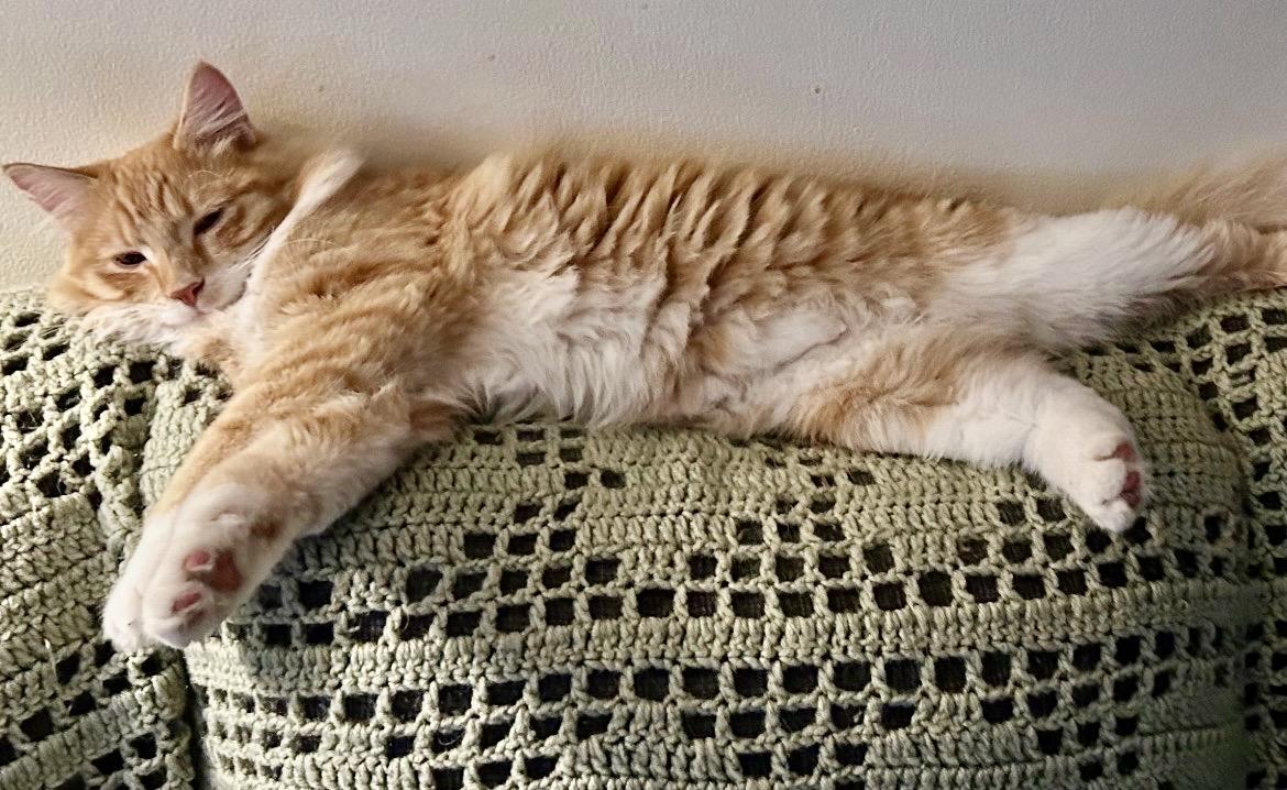 Enlarge Riley and Ash, an adopted mixed breed in Tustin, CA image 2/6