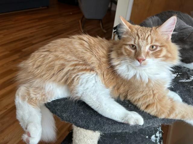 Enlarge Riley and Ash, an adopted mixed breed in Tustin, CA image 5/6