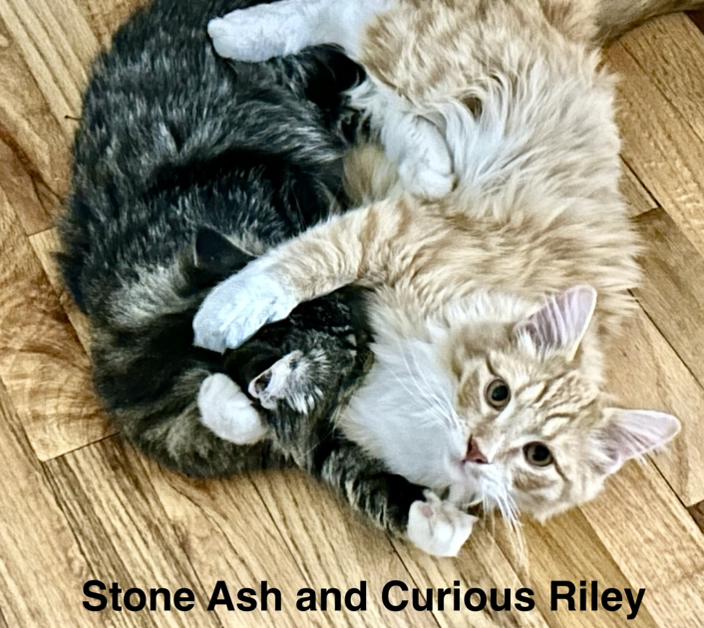 Enlarge Riley and Ash, an adopted mixed breed in Tustin, CA image 1/6