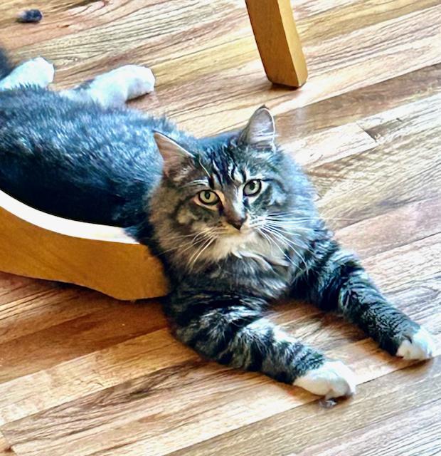 Enlarge Riley and Ash, an adopted mixed breed in Tustin, CA image 4/6