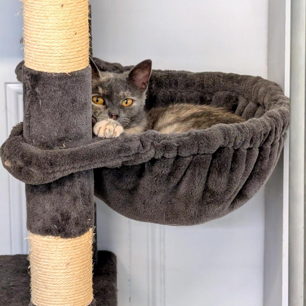 Pepper, a Adoptable Domestic Short Hair in East Smithfield , PA image 1/5