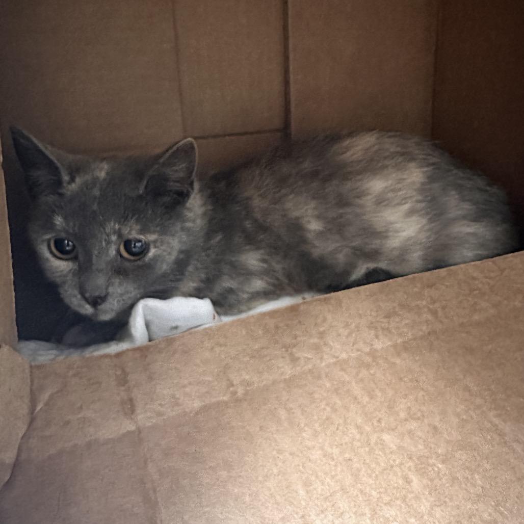 Pepper, a Adoptable Domestic Short Hair in East Smithfield , PA image 2/5