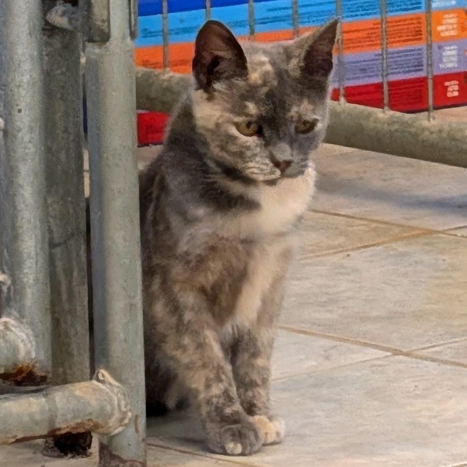 Pepper, a Adoptable Domestic Short Hair in East Smithfield , PA image 3/5