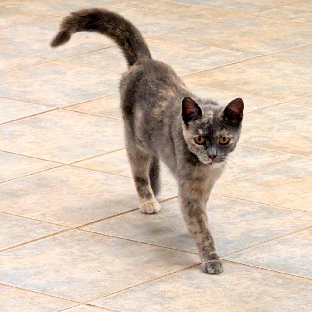Pepper, a Adoptable Domestic Short Hair in East Smithfield , PA image 4/5