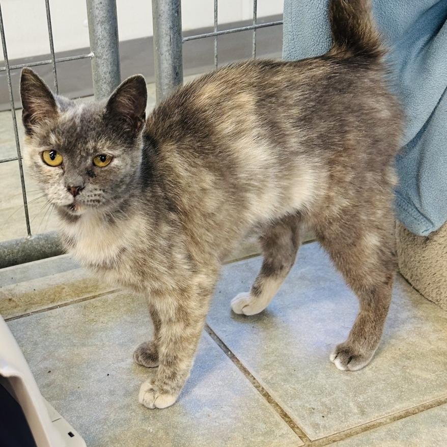 Pepper, a Adoptable Domestic Short Hair in East Smithfield , PA image 5/5