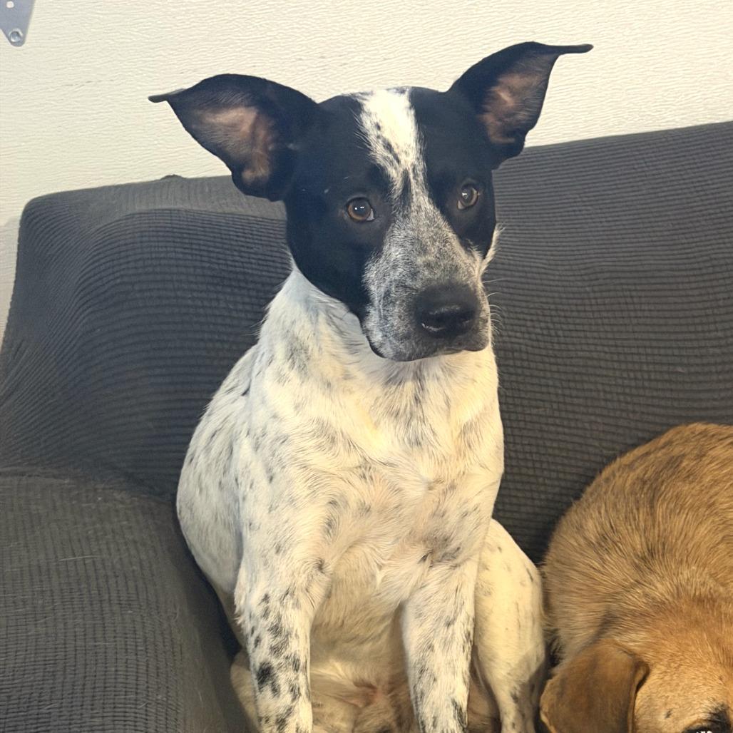 Enlarge Collin, a Adoptable Cattle Dog in Dallas, TX image 1/1