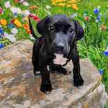 Aevey, Young Female Labrador Retriever
