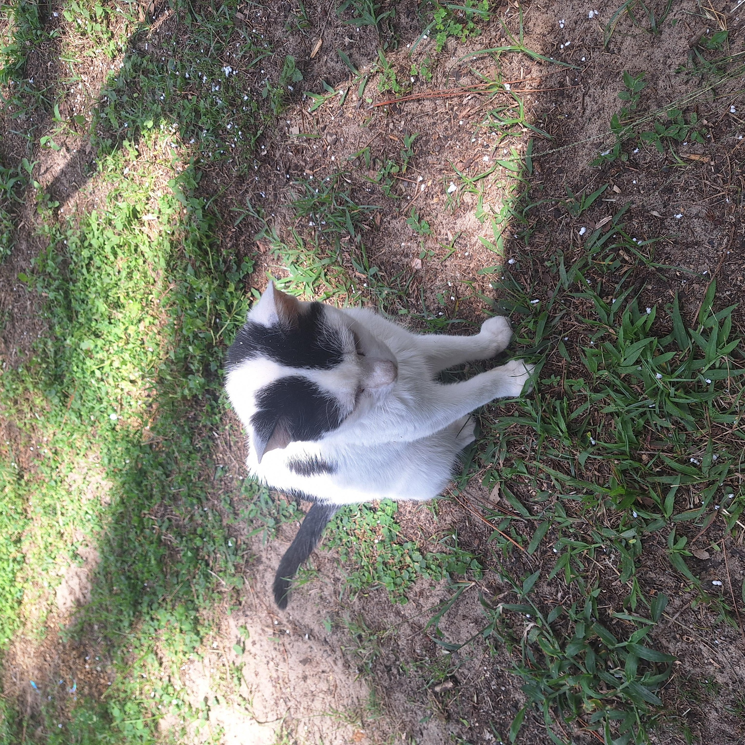 Enlarge Calvin, a Adoptable mixed breed in Polk city, FL image 3/3