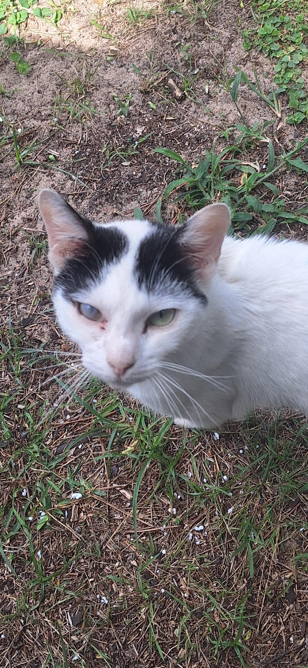 Enlarge Calvin, a Adoptable mixed breed in Polk city, FL image 1/3