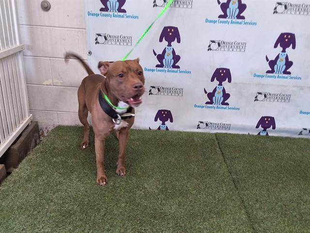 Enlarge BOCA, a Adoptable Pit Bull Terrier in Orlando, FL image 1/1