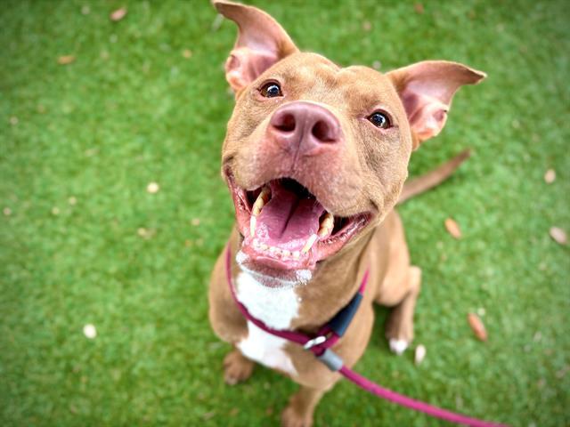 Enlarge BOCA, a Adoptable Pit Bull Terrier in Orlando, FL image 1/1