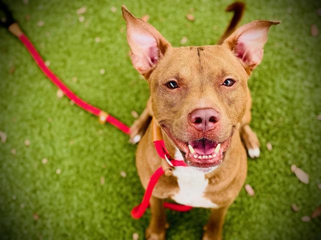 BOCA, Adoptable, Adult Male Pit Bull Terrier.