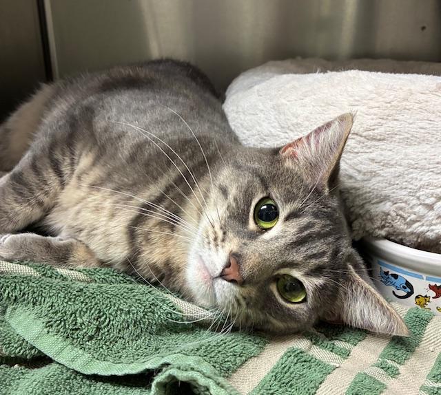Aria, Adoptable, Young Female Tabby.