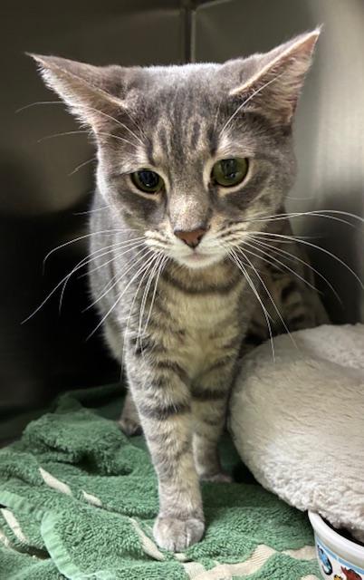 Enlarge Aria, a Adoptable Tabby in Canoga Park, CA image 4/4