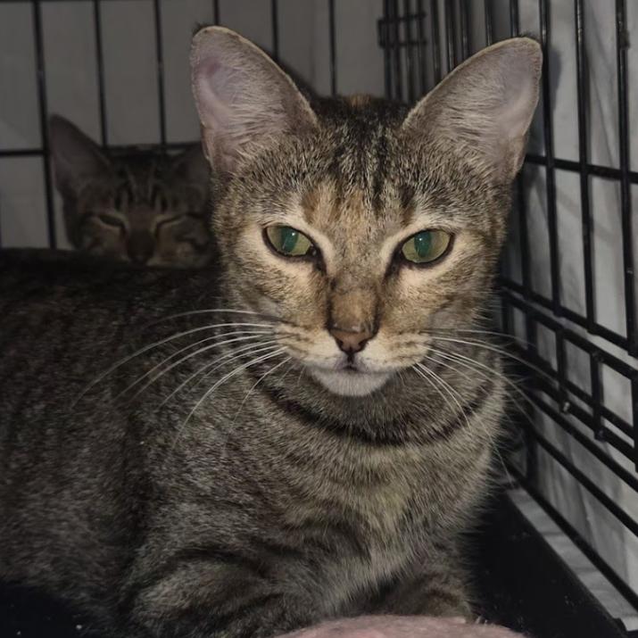 Enlarge Maisey, a Adoptable mixed breed in Hattiesburg, MS image 1/2