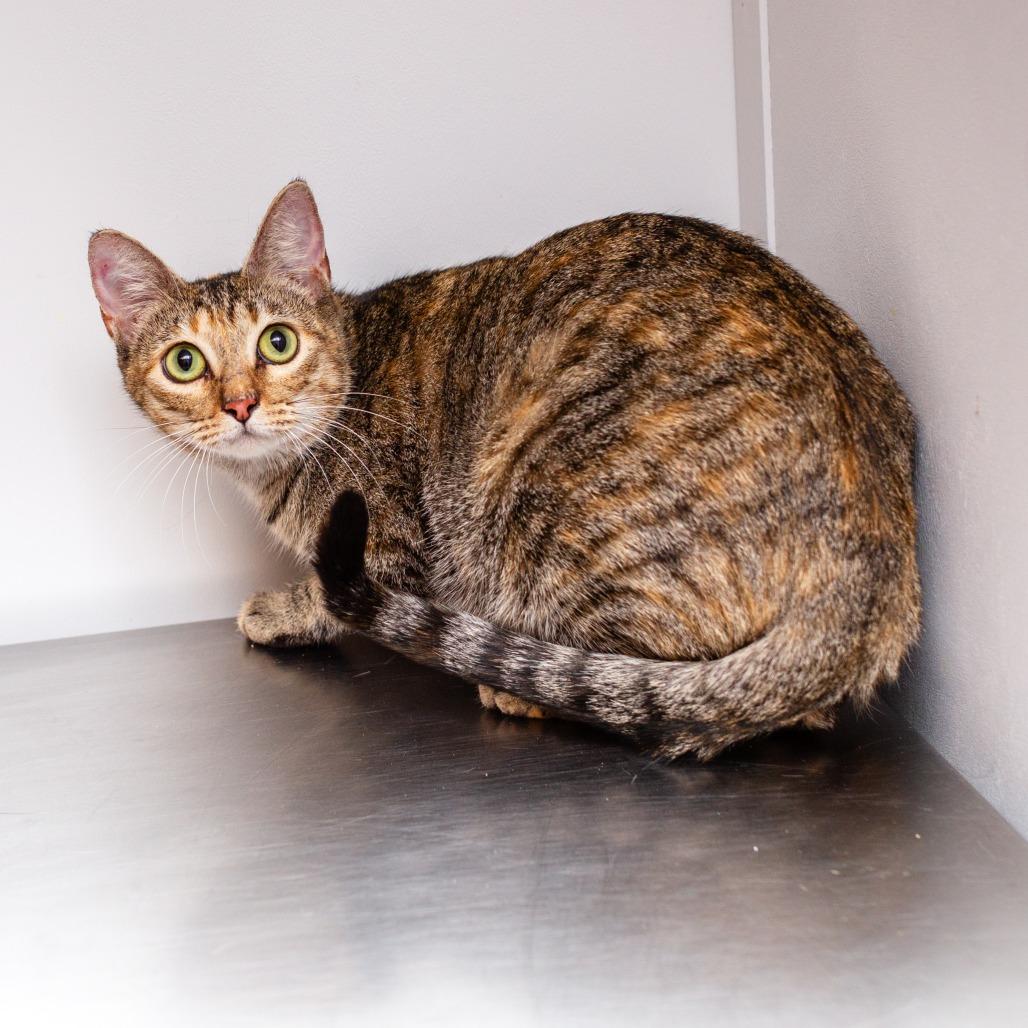 Enlarge Maisey, a Adoptable mixed breed in Hattiesburg, MS image 2/2