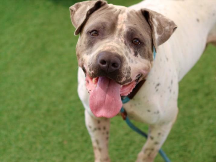MILO, Adoptable, Adult Male Pit Bull Terrier.