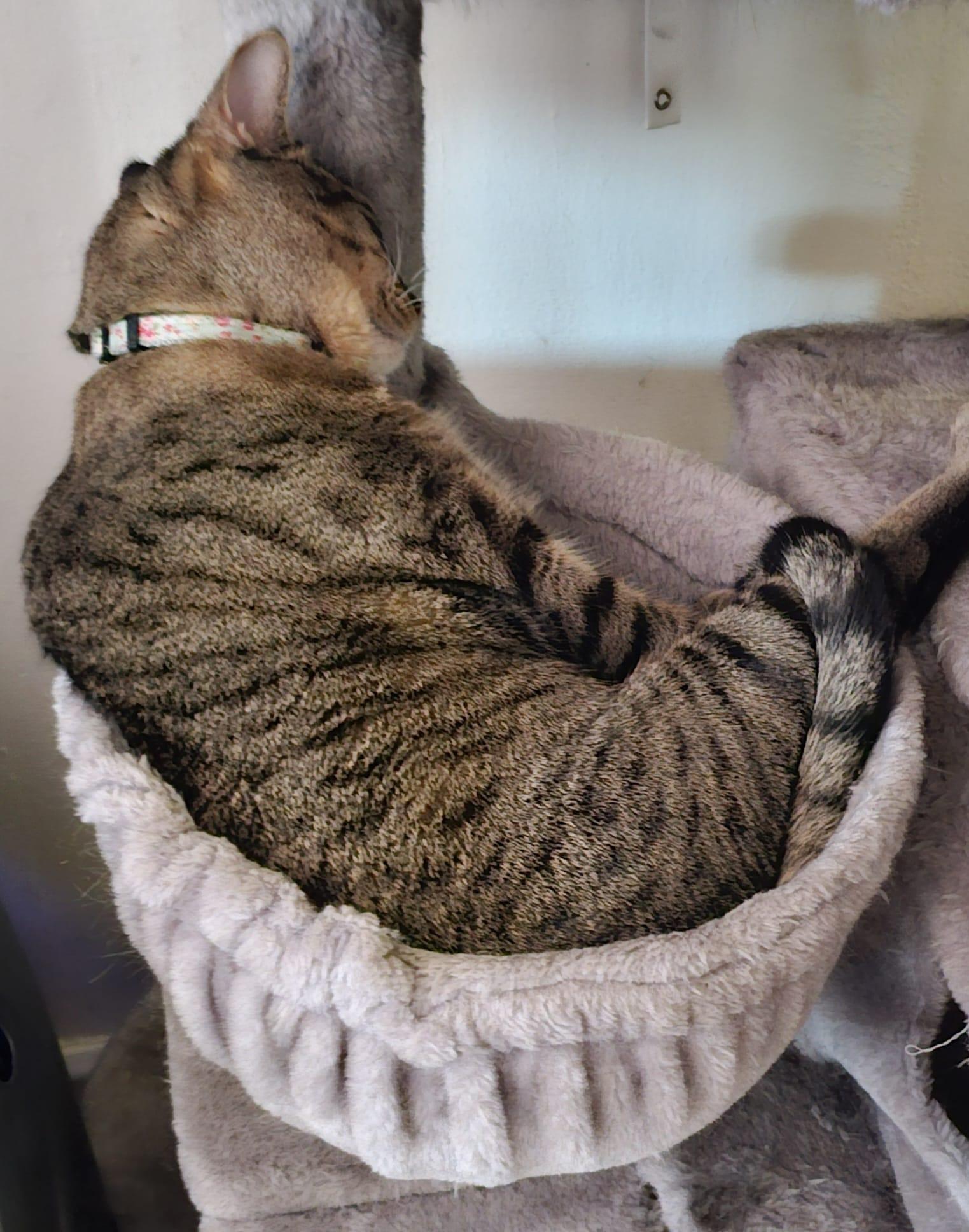 Enlarge Tiger, a ADOPTABLE Tabby in Bayonne, NJ image 3/5