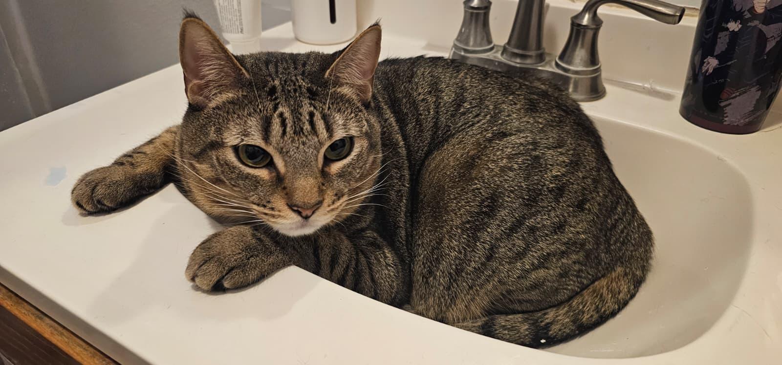 Enlarge Tiger, a ADOPTABLE Tabby in Bayonne, NJ image 2/5