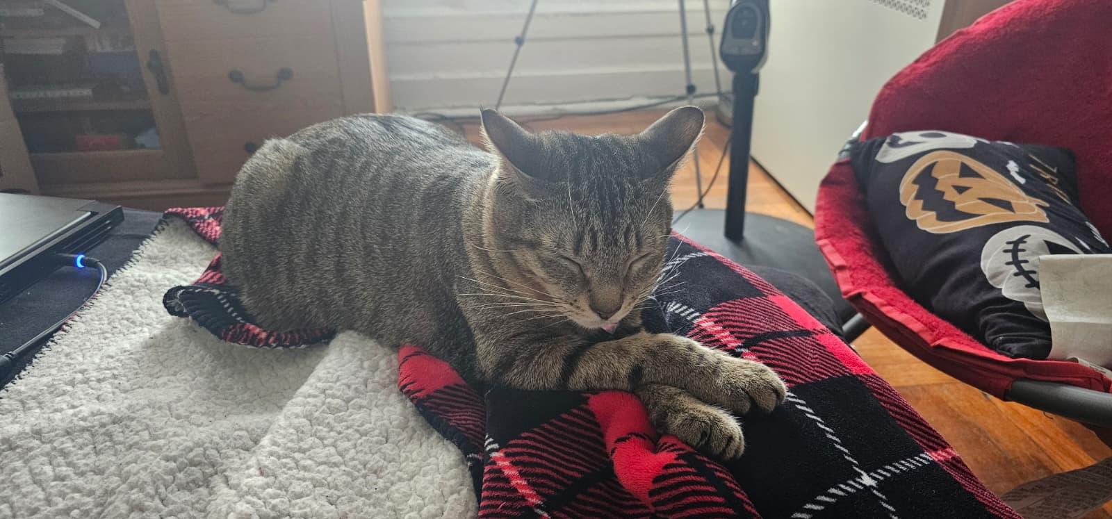 Enlarge Tiger, a ADOPTABLE Tabby in Bayonne, NJ image 4/5