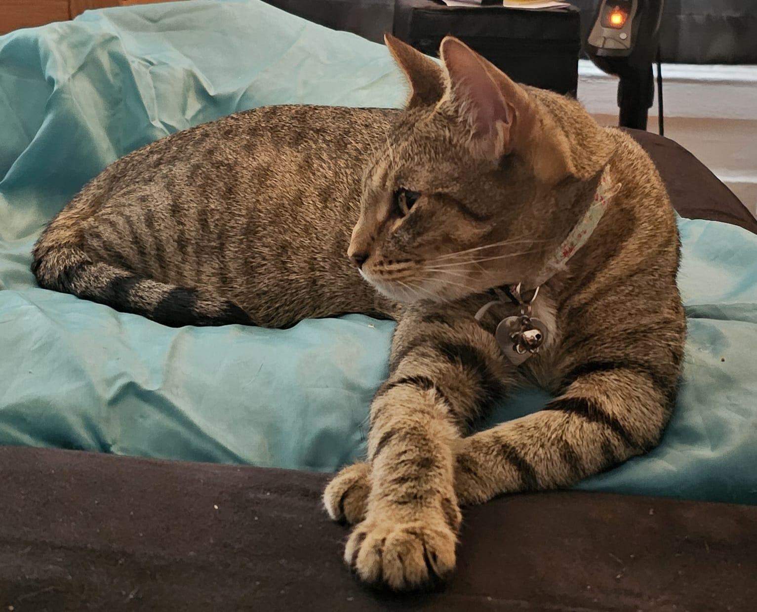 Tiger, ADOPTABLE, Adult Female Tabby.