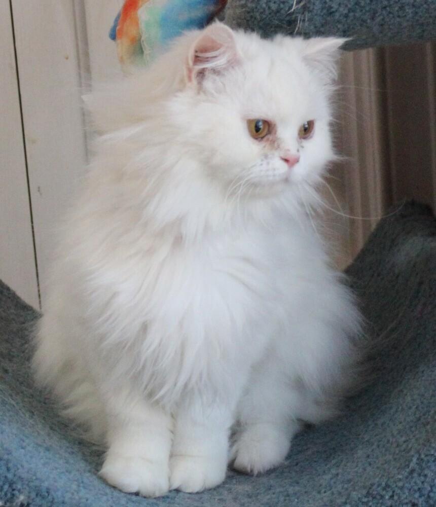 Lara, Adoptable, Adult Female Persian.