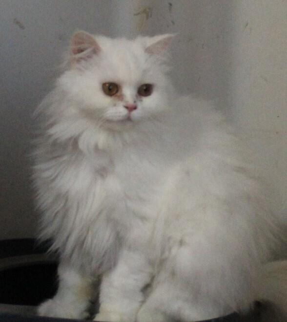 Enlarge Lara, a Adoptable Persian in WOLCOTT, CT image 2/6