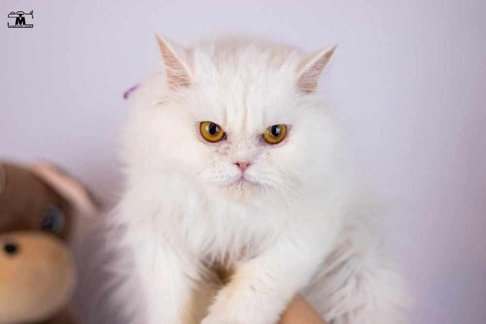 Enlarge Lara, a Adoptable Persian in WOLCOTT, CT image 5/6