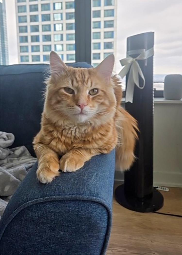 Aslan, a ADOPTABLE Domestic Medium Hair in Weehawken, NJ image 2/5