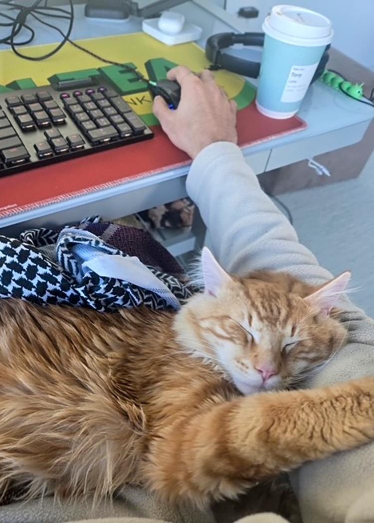 Aslan, a ADOPTABLE Domestic Medium Hair in Weehawken, NJ image 5/5