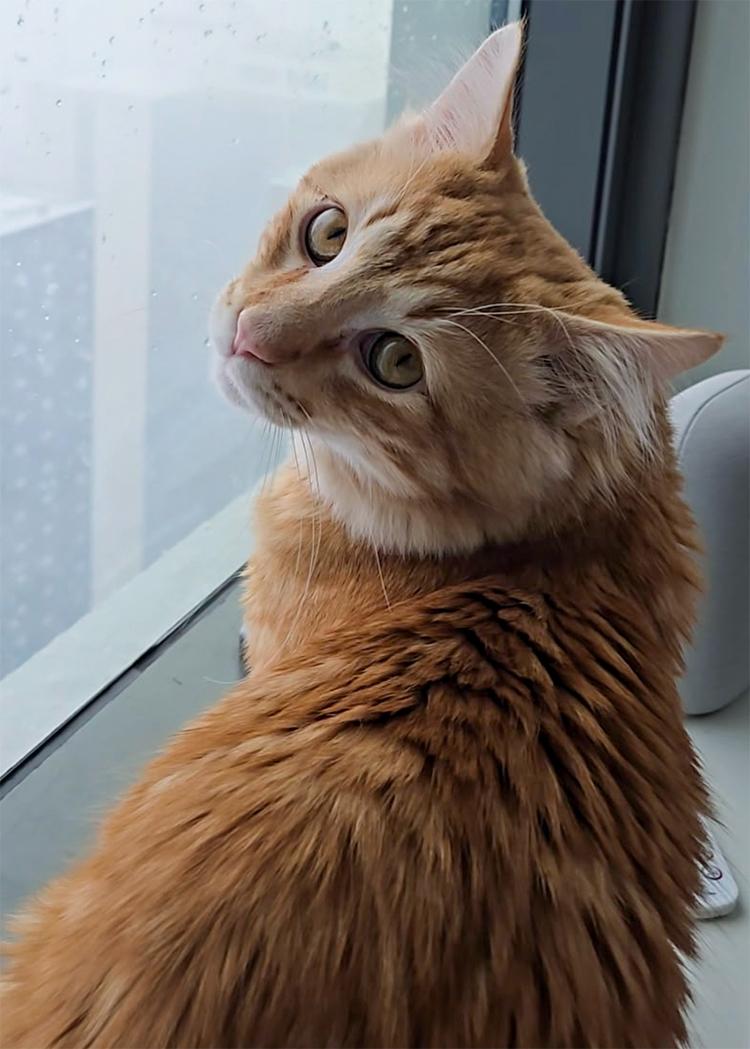 Aslan, a ADOPTABLE Domestic Medium Hair in Weehawken, NJ image 4/5
