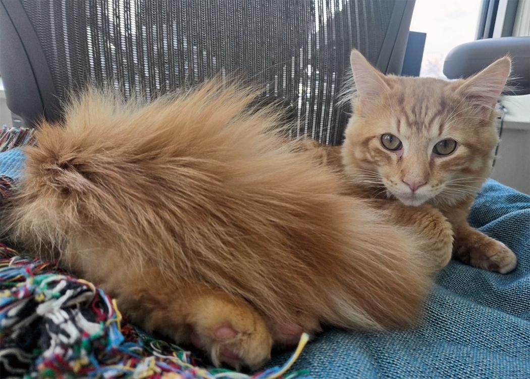 Aslan, ADOPTABLE, Young Male Domestic Medium Hair.