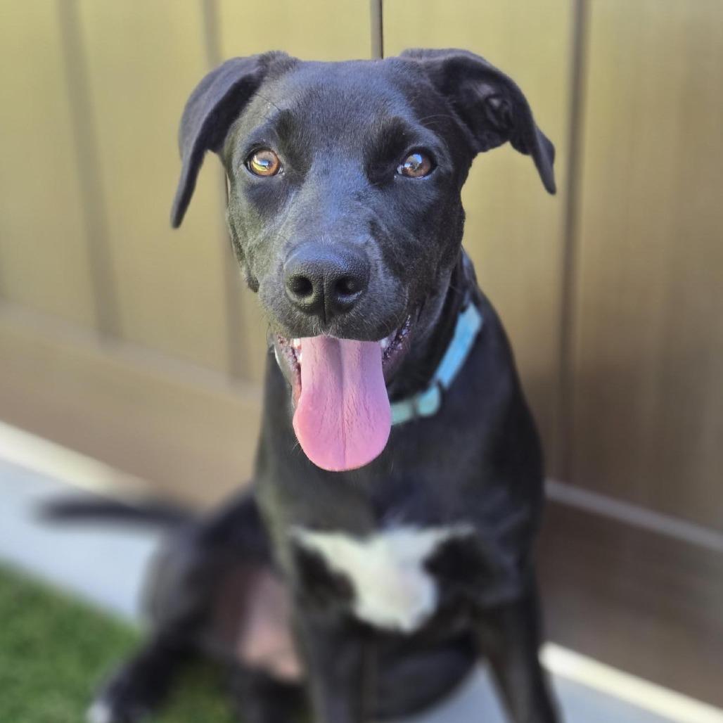 Plum, Adoptable, Puppy Female Mixed Breed.